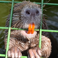 Портрет фотографа (аватар) Михайлов Радомир