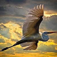 Портрет фотографа (аватар) ahmed hamod (Ahmed Hamod)