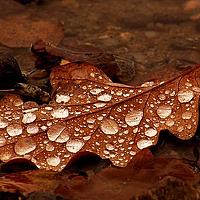 Портрет фотографа (аватар) Albu Cat