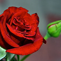 Портрет фотографа (аватар) НАТАЛЬЯ РОДИНА (NATALI RODINA)