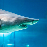 Портрет фотографа (аватар) Yan