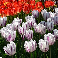 Портрет фотографа (аватар) Александр Грищенко (Alexandr)