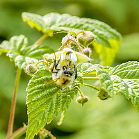 Портрет фотографа (аватар) Олег