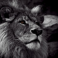 Портрет фотографа (аватар) Makedonskii