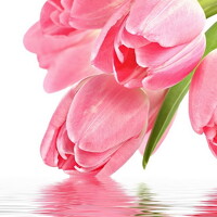 Фотография Ирина Мальцева (Irina Maltseva) Портрет фотографа (аватар) Ирина Мальцева (Irina Maltseva)