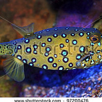 Портрет фотографа (аватар) sergei25