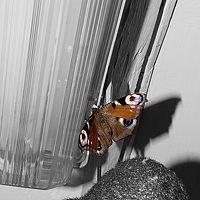 Портрет фотографа (аватар) Светлана Яковлева (Svetlana Yakovleva)