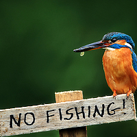 Портрет фотографа (аватар) Mr Gops