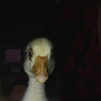 Портрет фотографа (аватар) Людмила Гончарова (Lusia Goncharova)