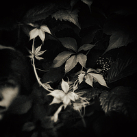 Портрет фотографа (аватар) Daiva Dgs