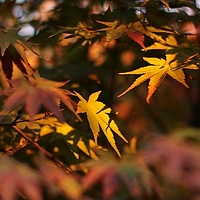 Портрет фотографа (аватар) Nimfea Nimfea