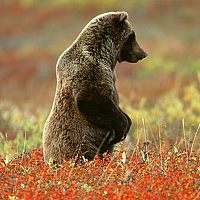 Портрет фотографа (аватар) Мирный Человек