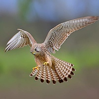 Портрет фотографа (аватар) Baghdadi Hasan