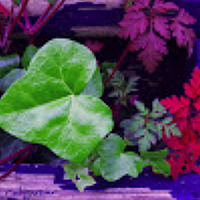 Фотография sarwar Портрет фотографа (аватар) sarwar