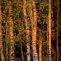 Портрет фотографа (аватар) Наталья Королева (Natali Koroleva)