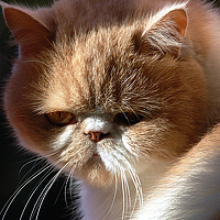 Портрет фотографа (аватар) Сергей Варламов (VARLAMOV)