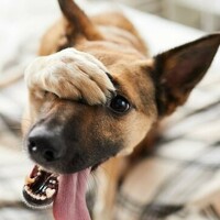 Портрет фотографа (аватар) Mans Pasts