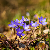 Портрет фотографа (аватар) Silja Tamme