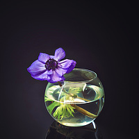 Портрет фотографа (аватар) Hasan