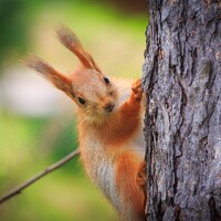 Портрет фотографа (аватар) Горяев Виктор (Goryaev Viktor)