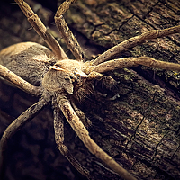 Портрет фотографа (аватар) Evgeny  Medvedev