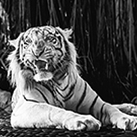 Портрет фотографа (аватар) Victor  Vydrin