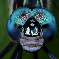 Портрет фотографа (аватар) Moura Denis (Denis Moura)