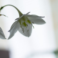 Портрет фотографа (аватар) Алла Шаталова (Alla Shatalova)