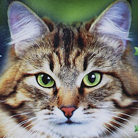 Портрет фотографа (аватар) Анатолий Крупков (Крупков)