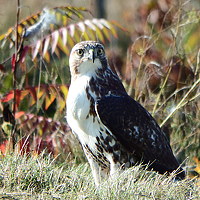 Портрет фотографа (аватар) Robert Farruggia (Robert A. Farruggia Jr.)