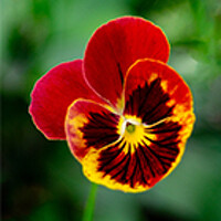 Портрет фотографа (аватар) Бабицын Алексей (Aleksey Babitsyn)