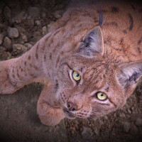 Портрет фотографа (аватар) giovanni