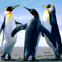 Портрет фотографа (аватар) xx