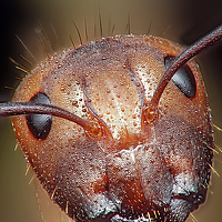 Портрет фотографа (аватар) Rui Santos (Rui Oliveira Santos)