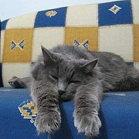 Фотография Илан Грабоис (Ilan Grabois) Портрет фотографа (аватар) Илан Грабоис (Ilan Grabois)