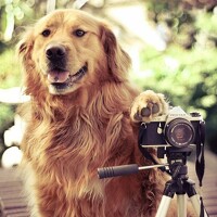 Портрет фотографа (аватар) Шекснинский Дмитрий (Sheksninsky)