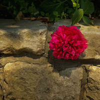 Портрет фотографа (аватар) Александра