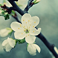 Портрет фотографа (аватар) Maya