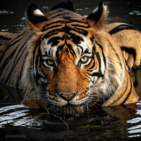 Портрет фотографа (аватар) Nitin Baste (Baste Nitin)