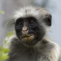 Портрет фотографа (аватар) Олег Милеев (Каминцев) (Oleg Mileev (Kamintsev))