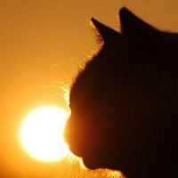 Портрет фотографа (аватар) Alex