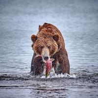 Портрет фотографа (аватар) михаил скворцов (Srvortsov Mikhail)