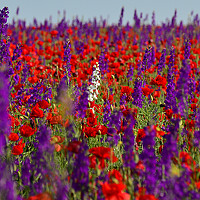 Портрет фотографа (аватар) Gratiela Rusu