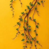Портрет фотографа (аватар) Shubhosco Haiderov