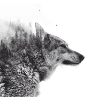 Портрет фотографа (аватар) Sergey Sheikin