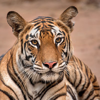 Портрет фотографа (аватар) Ganesh Mandavkar (Ganesh R Mandavkar)