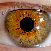 Фотография Josef Pavlovic Портрет фотографа (аватар) Josef Pavlovic