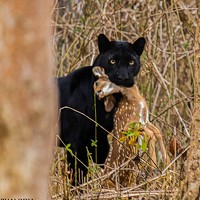Портрет фотографа (аватар) Rajesh Bhalodia
