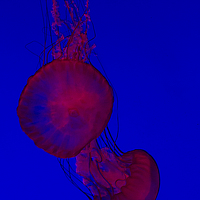 Фотография Sharon Sabharwal Портрет фотографа (аватар) Sharon Sabharwal