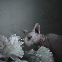 Портрет фотографа (аватар) Саша